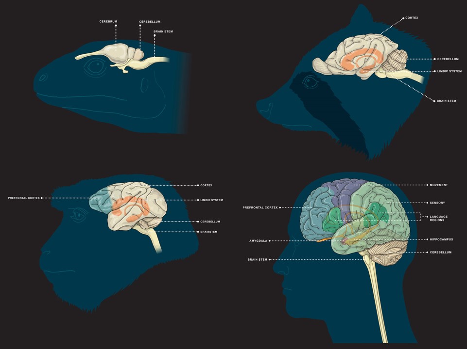 Four Brain Structures Four Brain Structures